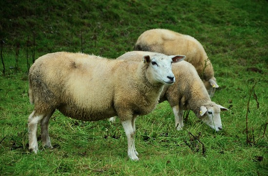 sheep-羊-牧草地-家畜-放牧する-動物-草-羊の群れ-自然.jpg